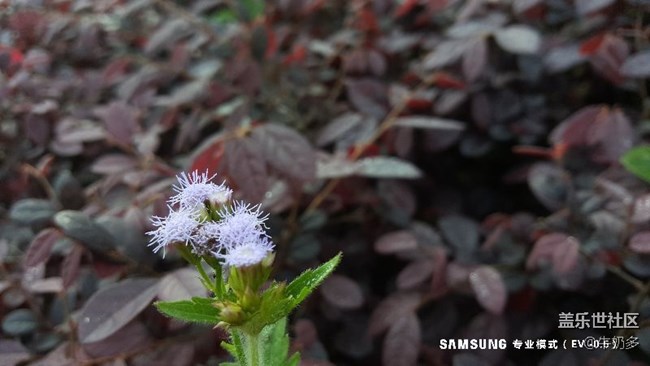 周日上午的樹(shù)木園之旅 談?wù)勛钚翿C3固件下的相機(jī)一點(diǎn)