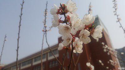 人面不知何處去