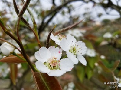 梨花開(kāi)了