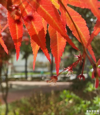 紅楓