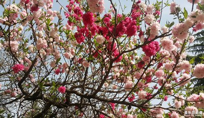 爭(zhēng)奇斗艷