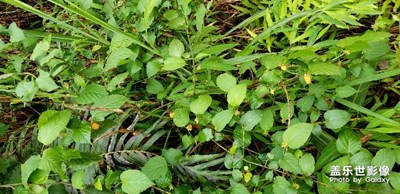 小時(shí)候經(jīng)常吃這個(gè)