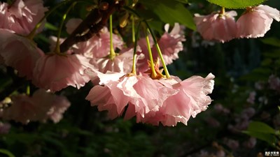 櫻花