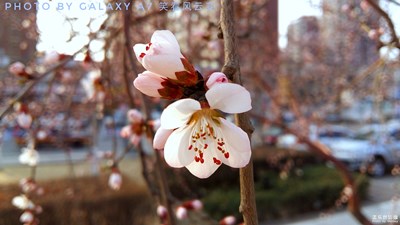 桃花春色暖先開