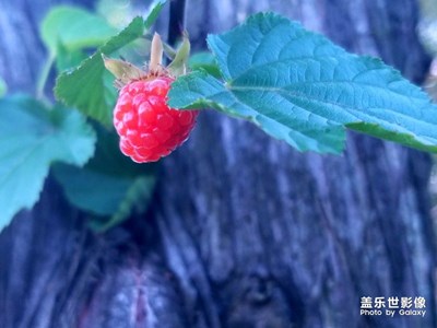 野樹莓