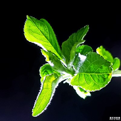 流翠凝碧，盎然生機(jī)！