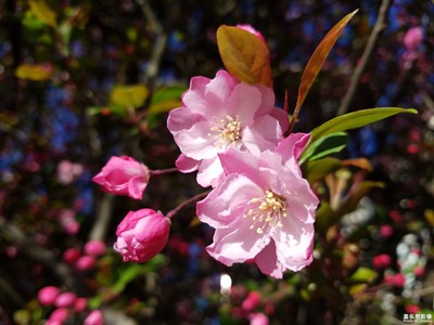 海棠依舊