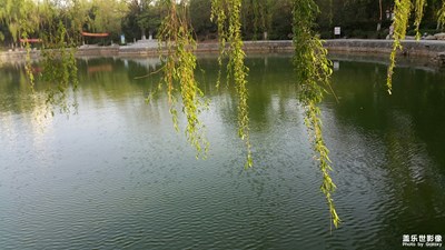 春風(fēng)吹楊柳