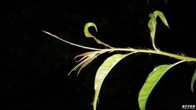 簡(jiǎn)單與純凈的畫面更能突出生命的光環(huán)之美