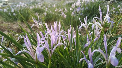 夕陽(yáng)下的花海