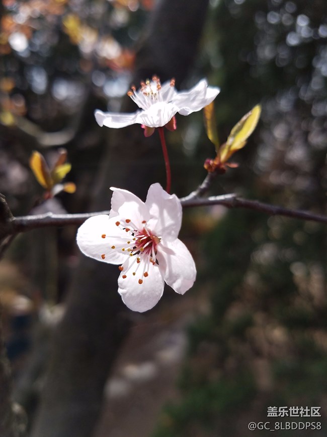 人間最美四月天，莫負(fù)春光，不負(fù)韶華！小七隨拍