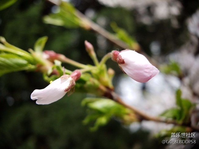 人間最美四月天，莫負(fù)春光，不負(fù)韶華！小七隨拍