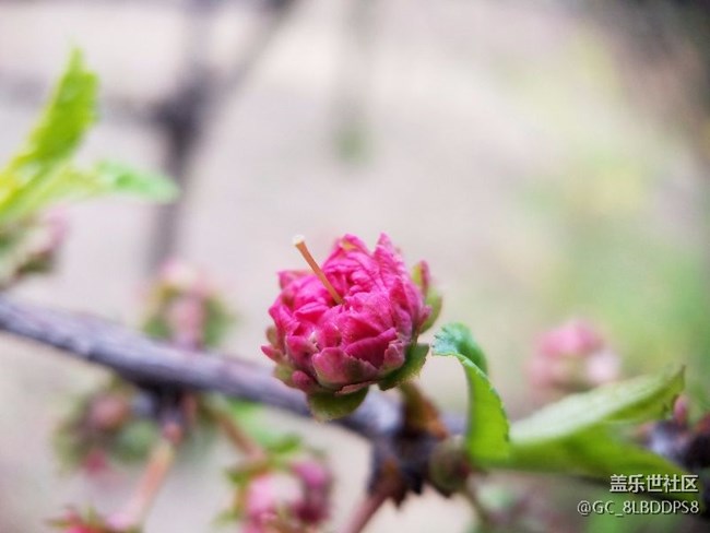 人間最美四月天，莫負(fù)春光，不負(fù)韶華！小七隨拍
