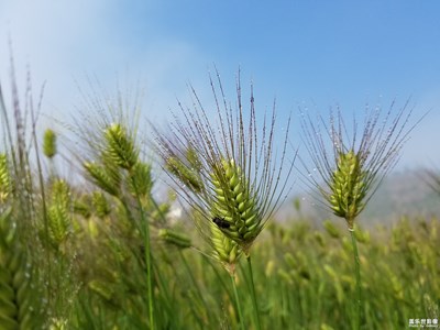麥穗