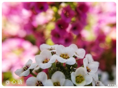 【三星蓋樂世S8+】陌上花開