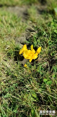 小花