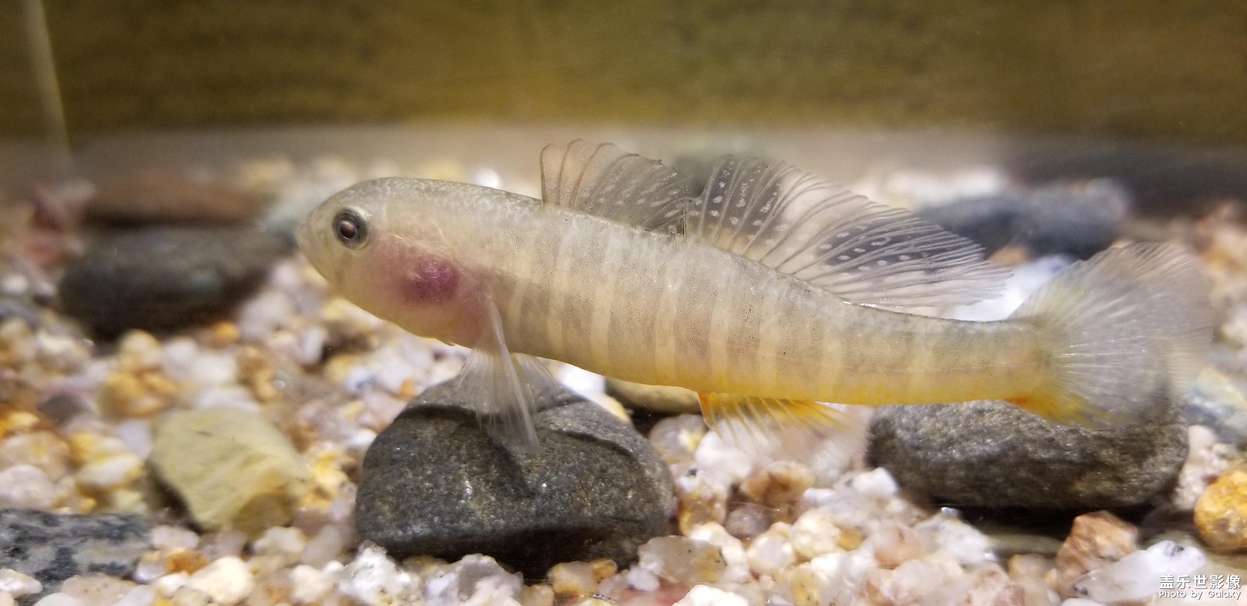 魚
