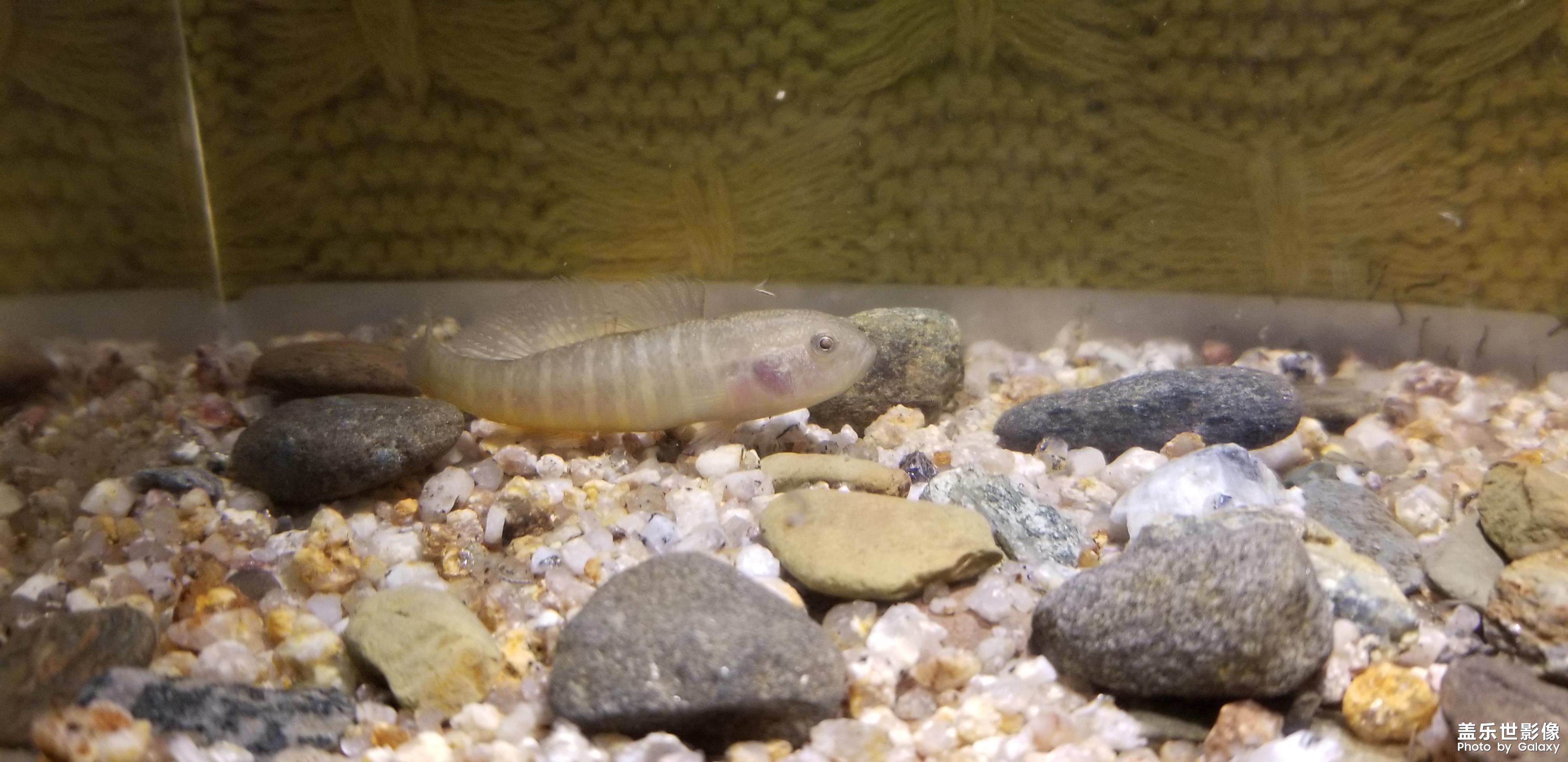 魚