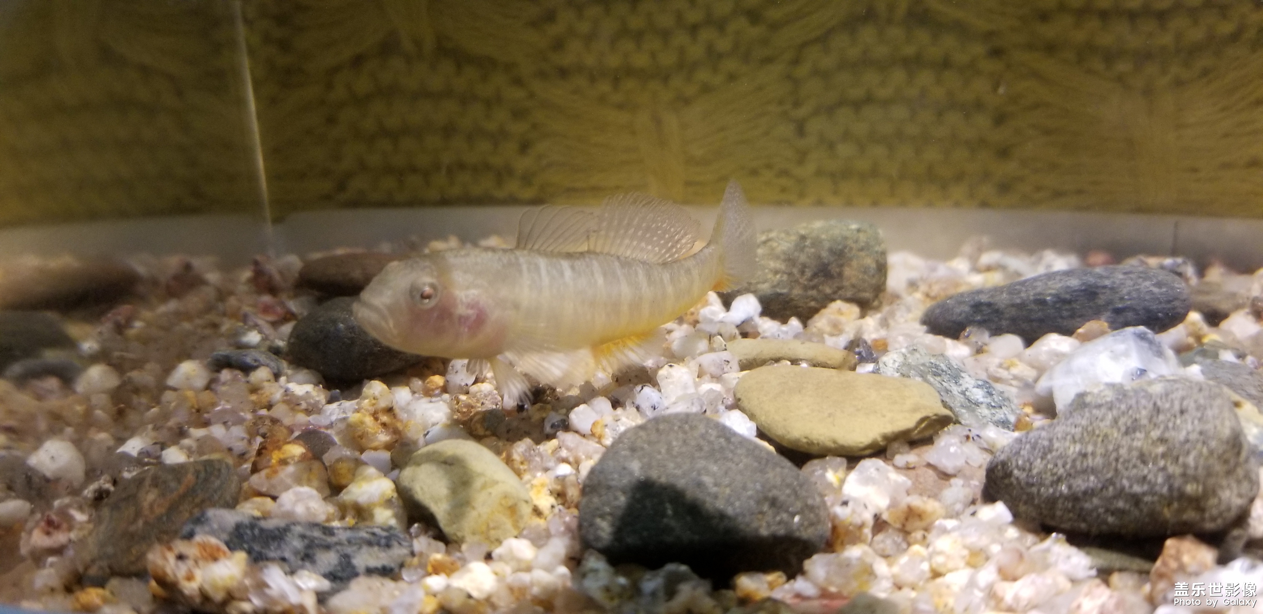 魚