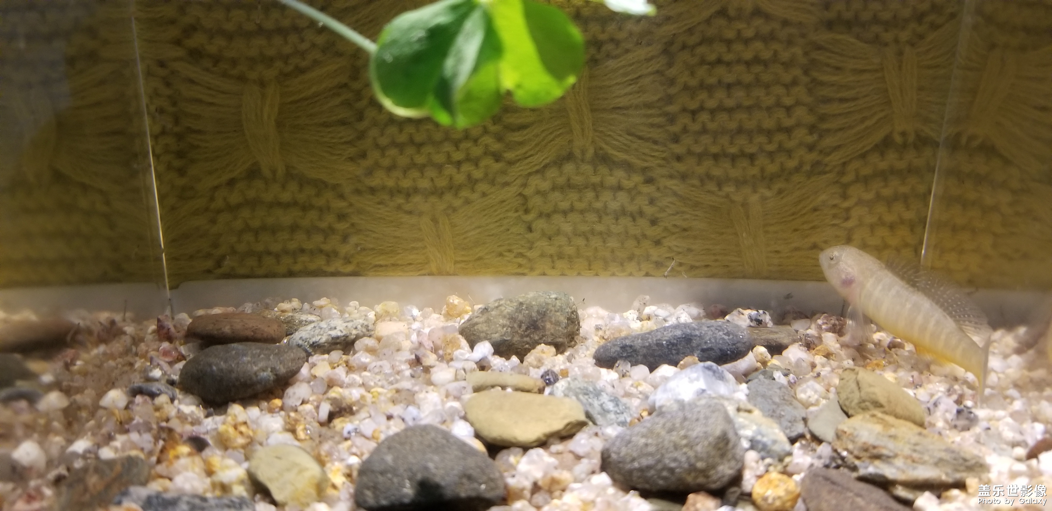 魚