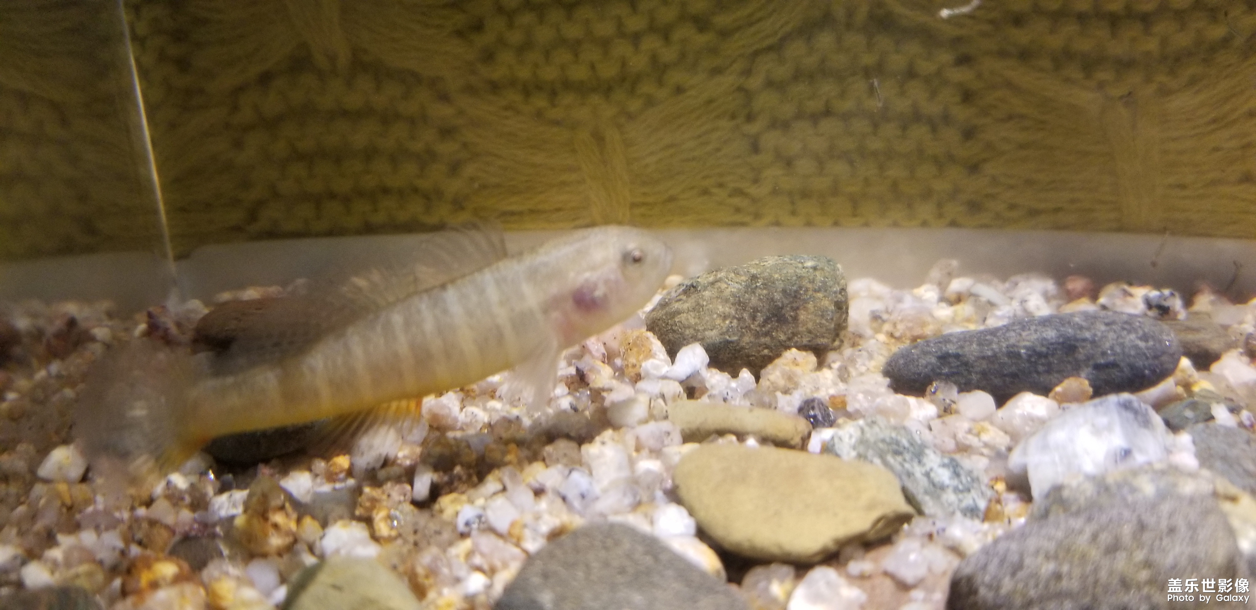 魚