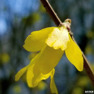 迎春花開(kāi)報(bào)春來(lái)