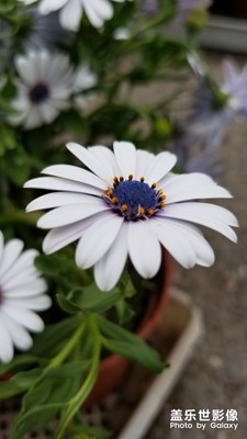 上海植物園之一枝獨(dú)秀