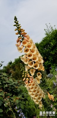 上海植物園之一枝獨(dú)秀(二)