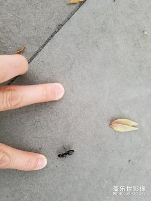 好大一只螞蟻