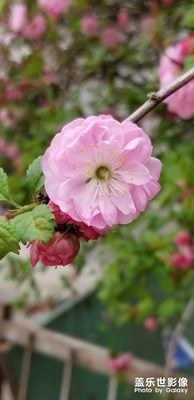 note8隨手拍花朵