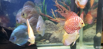 魚