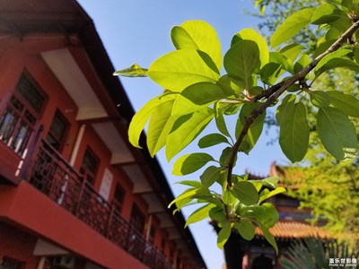 蓋樂世影像周賽第52期——人間四月天