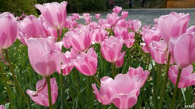 【人間四月天】春色滿園