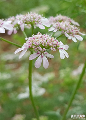香菜花開(kāi)