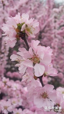 【人間四月天】亂花漸欲迷人眼