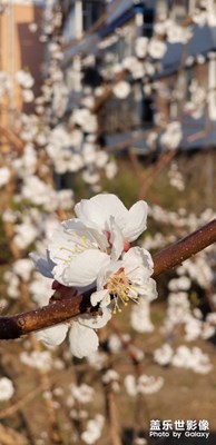 長春的春天，似乎一夜之間就來了