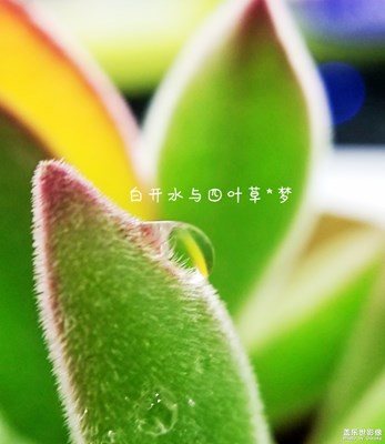 【人間四月天】+各花入各眼