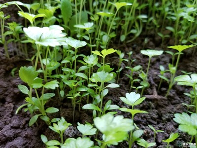 小小生態(tài)圈盆栽