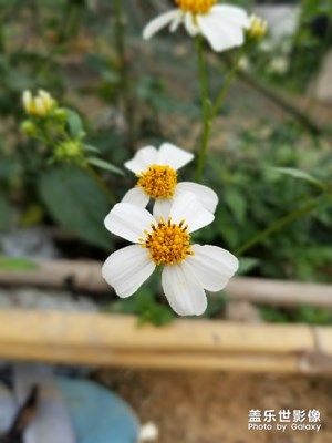 s8選擇性對焦拍攝