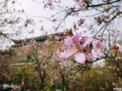 【人間四月天】+春意盎然，百花爭艷