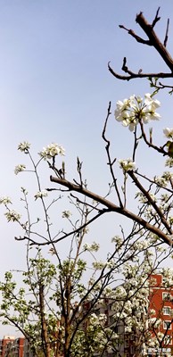 長(zhǎng)春街頭的花兒