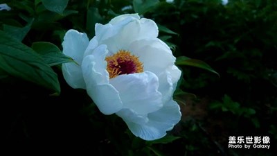 路邊的牡丹花園