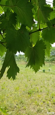 【人間四月天】+春素