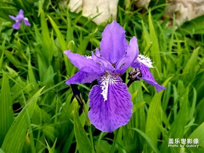 【人間四月天】花