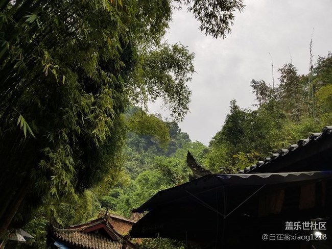 峨嵋洪椿坪遇猴