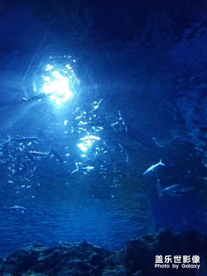 中國最美瞬間之海洋館