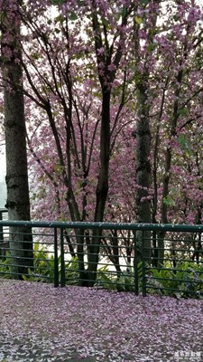 滿(mǎn)城紫荊花