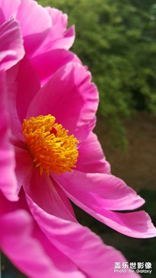 【中國(guó)最美瞬間】+芍藥花開(kāi)