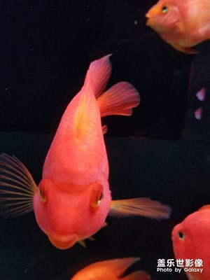 中國最美瞬間+生命的跳動