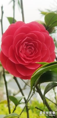 5·1不放假請假陪老婆